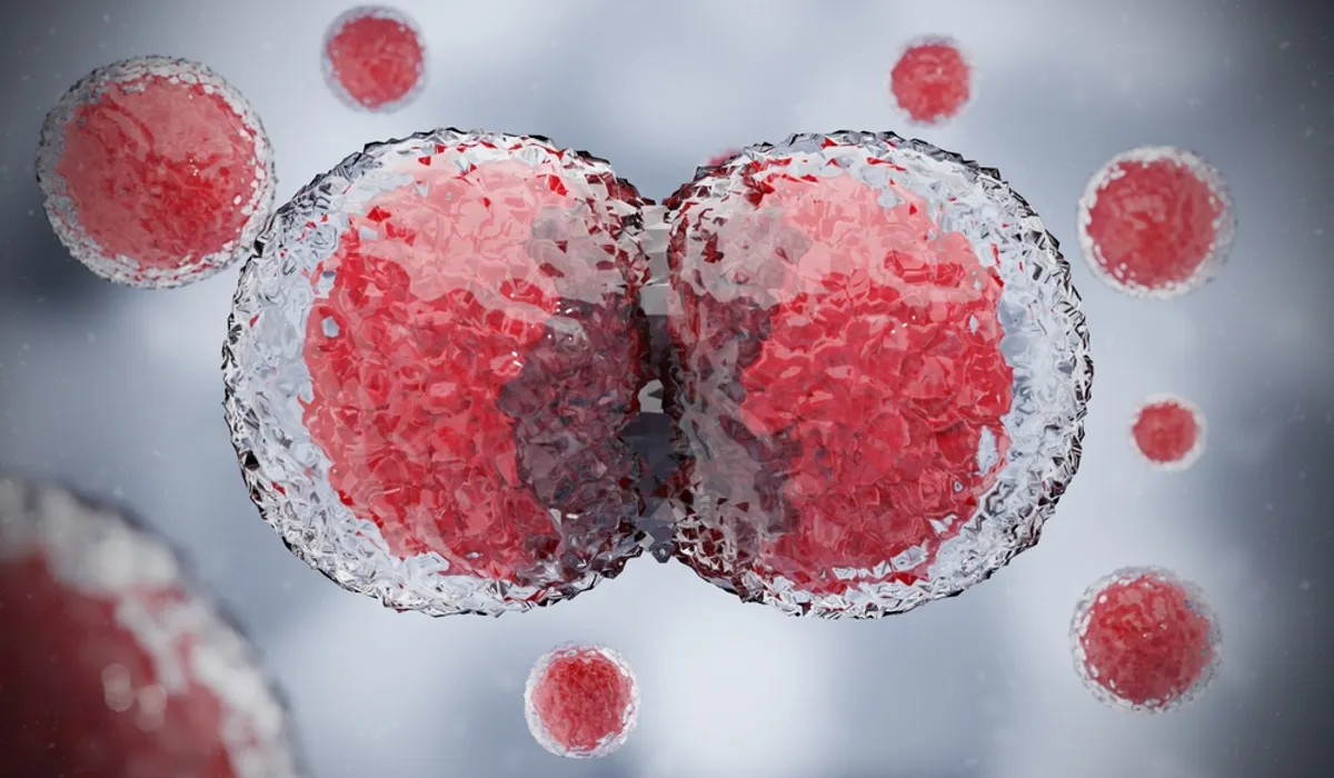 سلول‌ها از کجا می‌فهمند کجای بدن‌اند و چه نقشی دارند؟