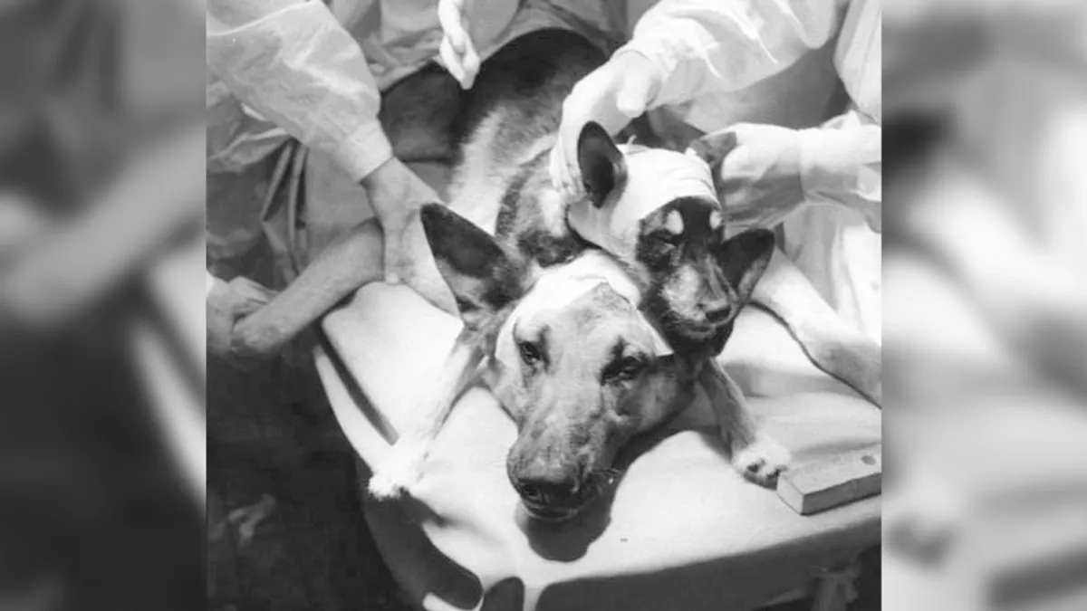 عمل جراحی جنجالی ۱۹۵۴: وقتی دانشمند شوروی «ولادیمیر دمیکوف» یک سگ دو سر ساخت