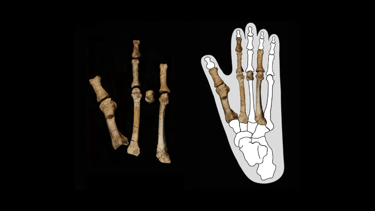 کشف فسیل پا نشان داد لوسی تنها نبوده؛ شاید اجداد واقعی ما گونه‌ای دیگر بوده باشد