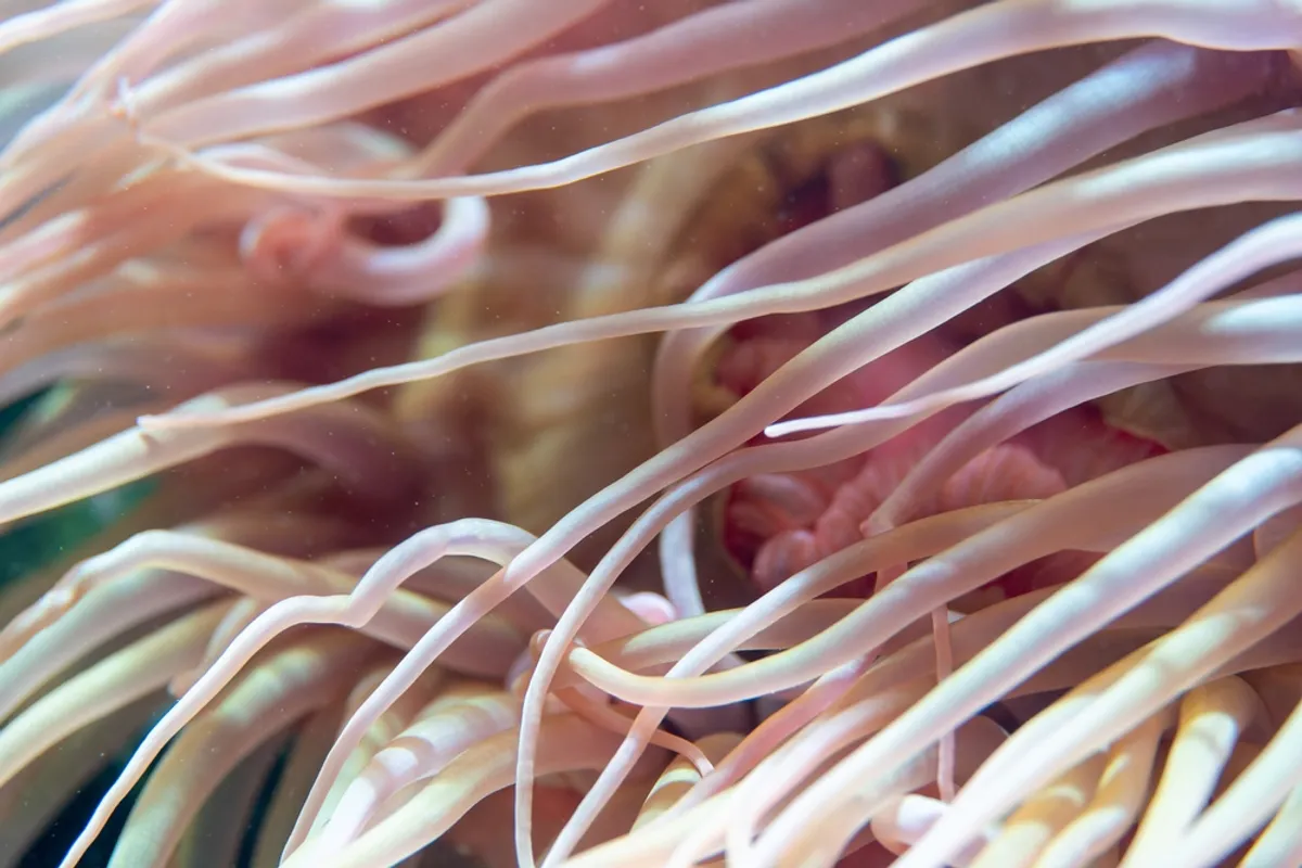 کشف شگفت‌انگیز حیات در قلب توده زباله اقیانوس آرام؛ اکوسیستمی که از دل پلاستیک زاده شد