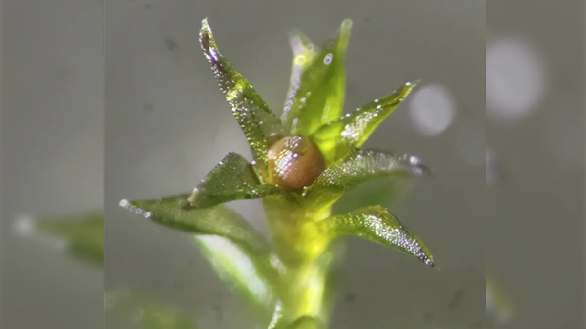 شوک دانشمندان: اسپورهای خزه پس از ۹ ماه در فضا زنده ماندند و روی زمین دوباره رشد کردند!