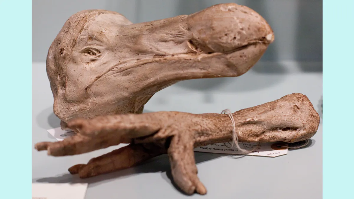 گوشت پرندهٔ منقرض‌شده دودو، احتمالاً بسیار خوش‌مزه‌تر از آن بود که به ما گفته‌اند!