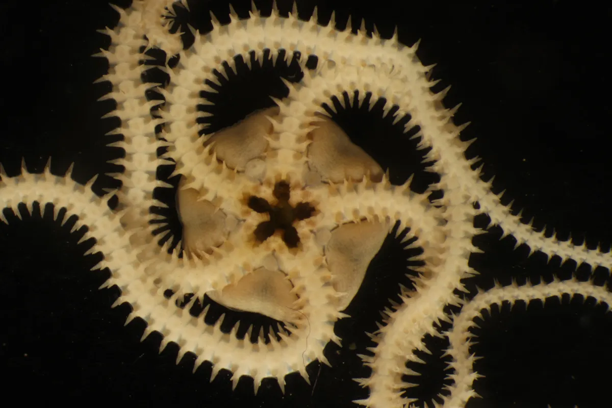 فاجعه در کف اقیانوس؛ آزمون معدنکاری دریایی ویرانی به‌جا گذاشت