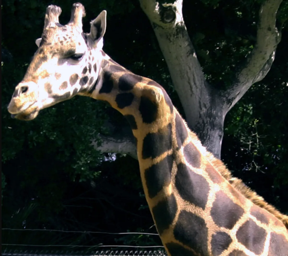 زرافه گردن‌کج کالیفرنیا که همه احتمال مرگ زودرس می‌دادند، ۲۱ سال عمر کرد