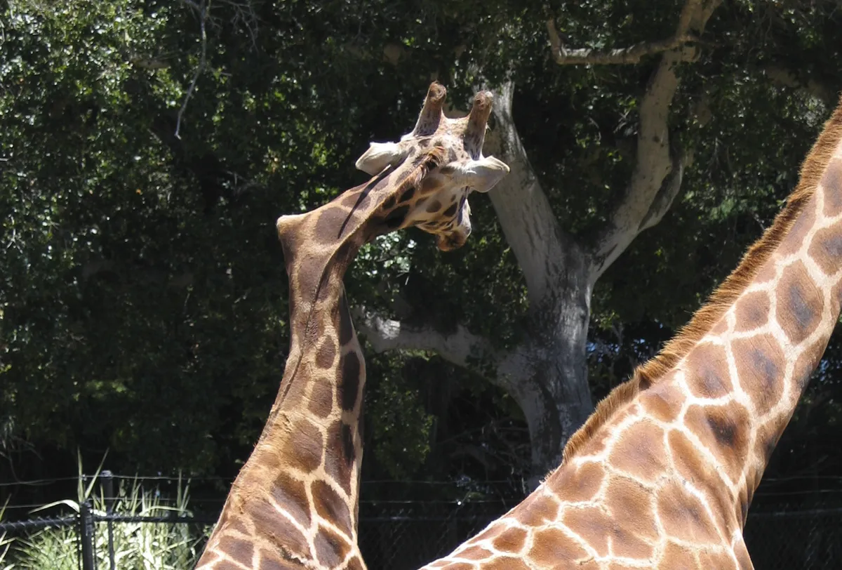 زرافه گردن‌کج کالیفرنیا که همه احتمال مرگ زودرس می‌دادند، ۲۱ سال عمر کرد