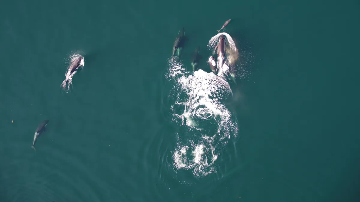 برای اولین‌بار در تاریخ؛ نهنگ‌های قاتل و دلفین‌ها با هم شکار کردند