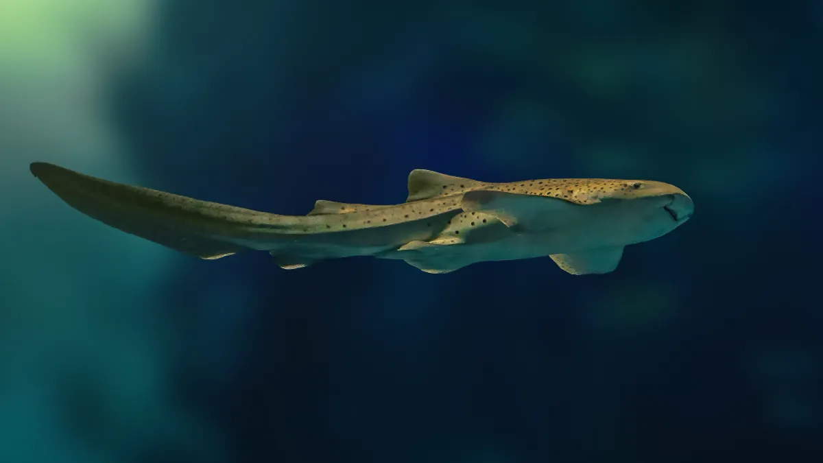 تصویری که هیچ‌کس انتظارش را نداشت: جنین کوسه از دل تخم