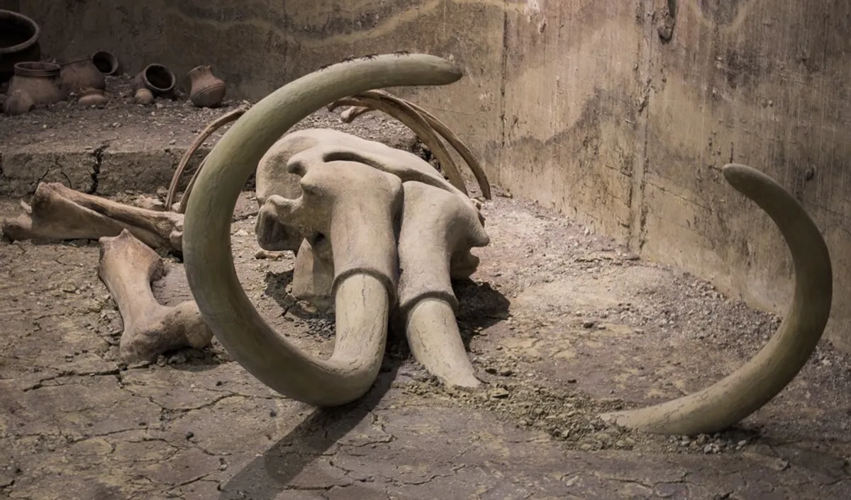 ماموت‌هایی که هرگز وجود نداشتند؛ فسیل‌های عجیب در واقع متعلق به نهنگ بودند