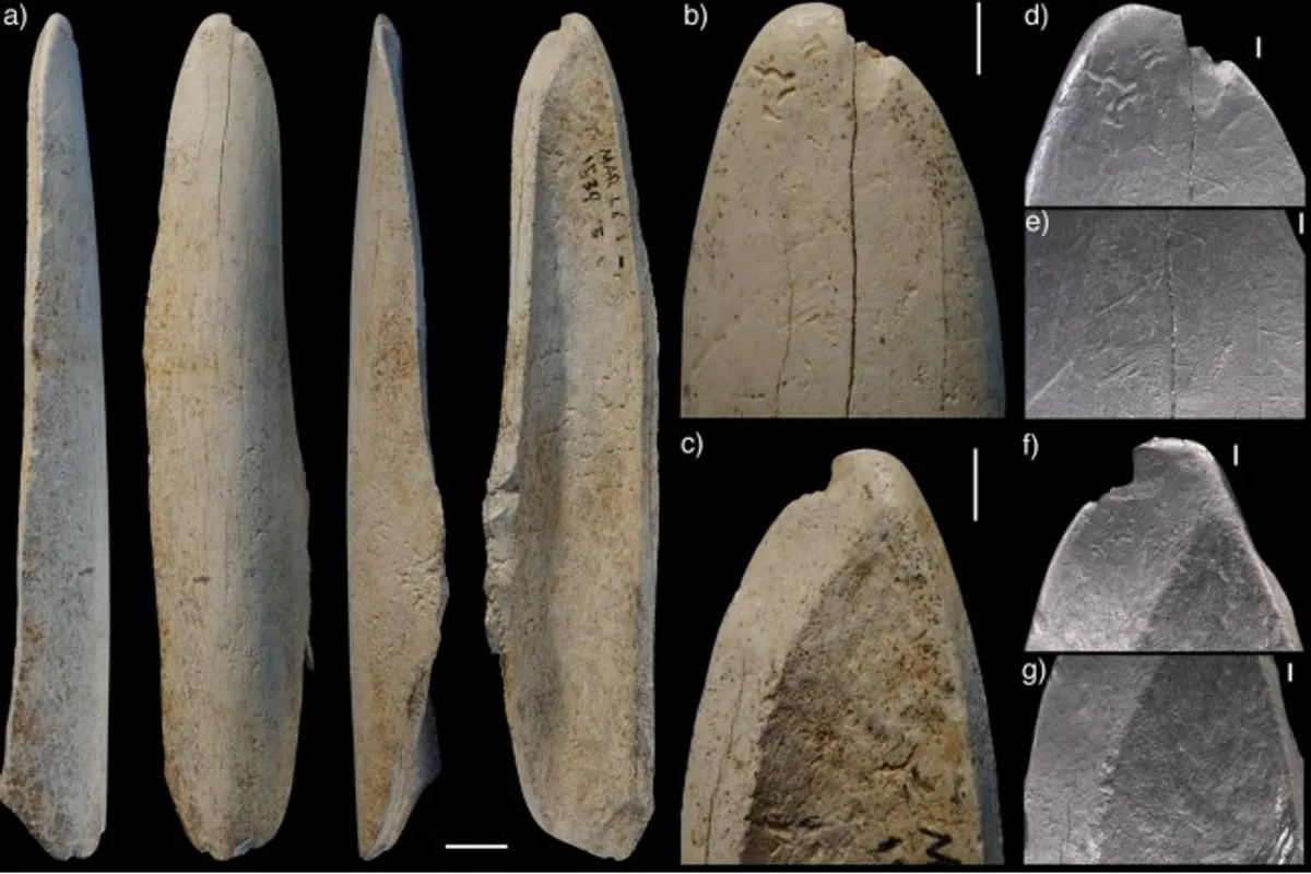 راز تازه نئاندرتالها؛ استخوان گوزن شمالی ابزار ساخت لباس چرمی بوده! راز تازه نئاندرتالها؛ استخوان گوزن شمالی ابزار ساخت لباس چرمی بوده!