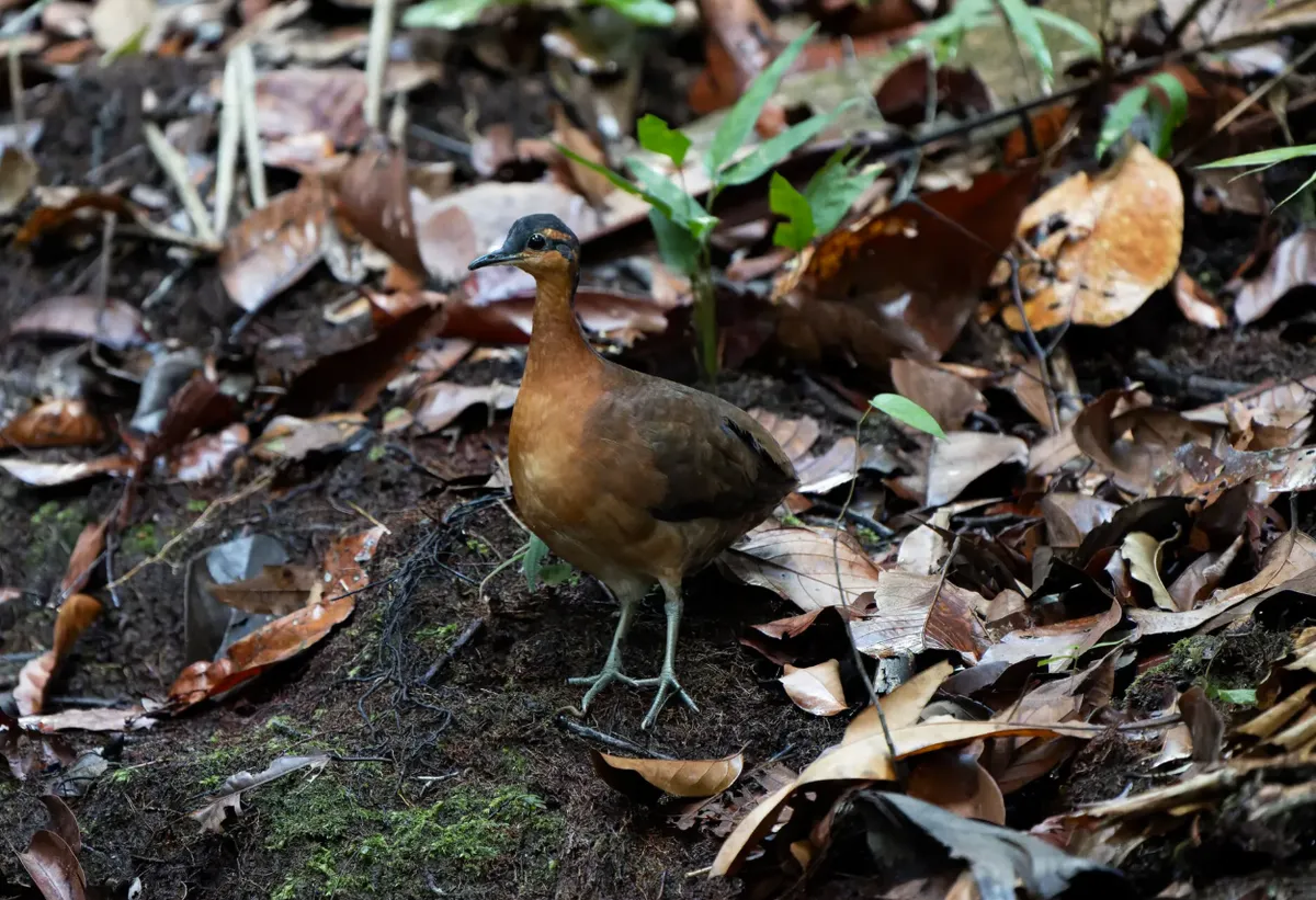 کشف یک گونه عجیب پرنده با شباهت‌های نگران‌کننده به دودوی منقرض‌شده
